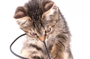 Electrical Safety Tips for Pet Owners